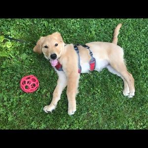 Meet your Posher, Carter